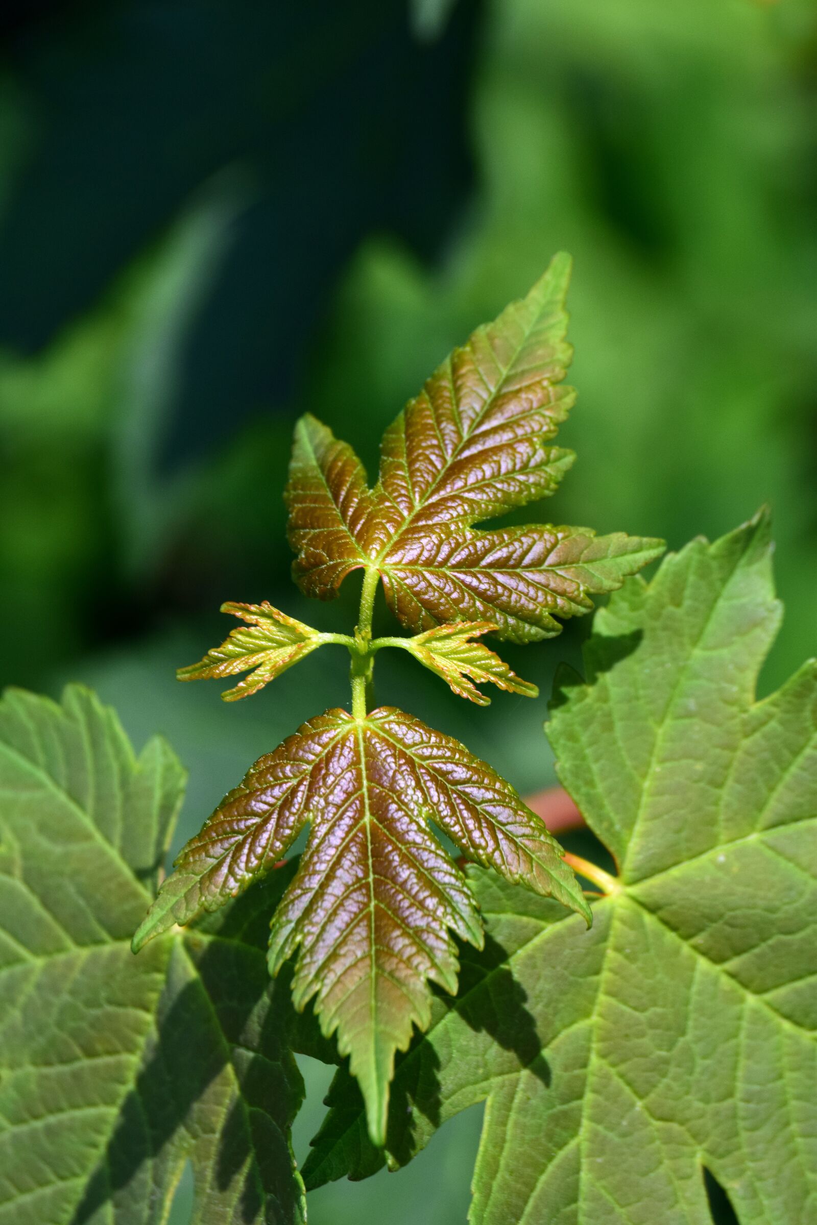 Nikon D3300 sample photo. Leaf, early leaves, green photography