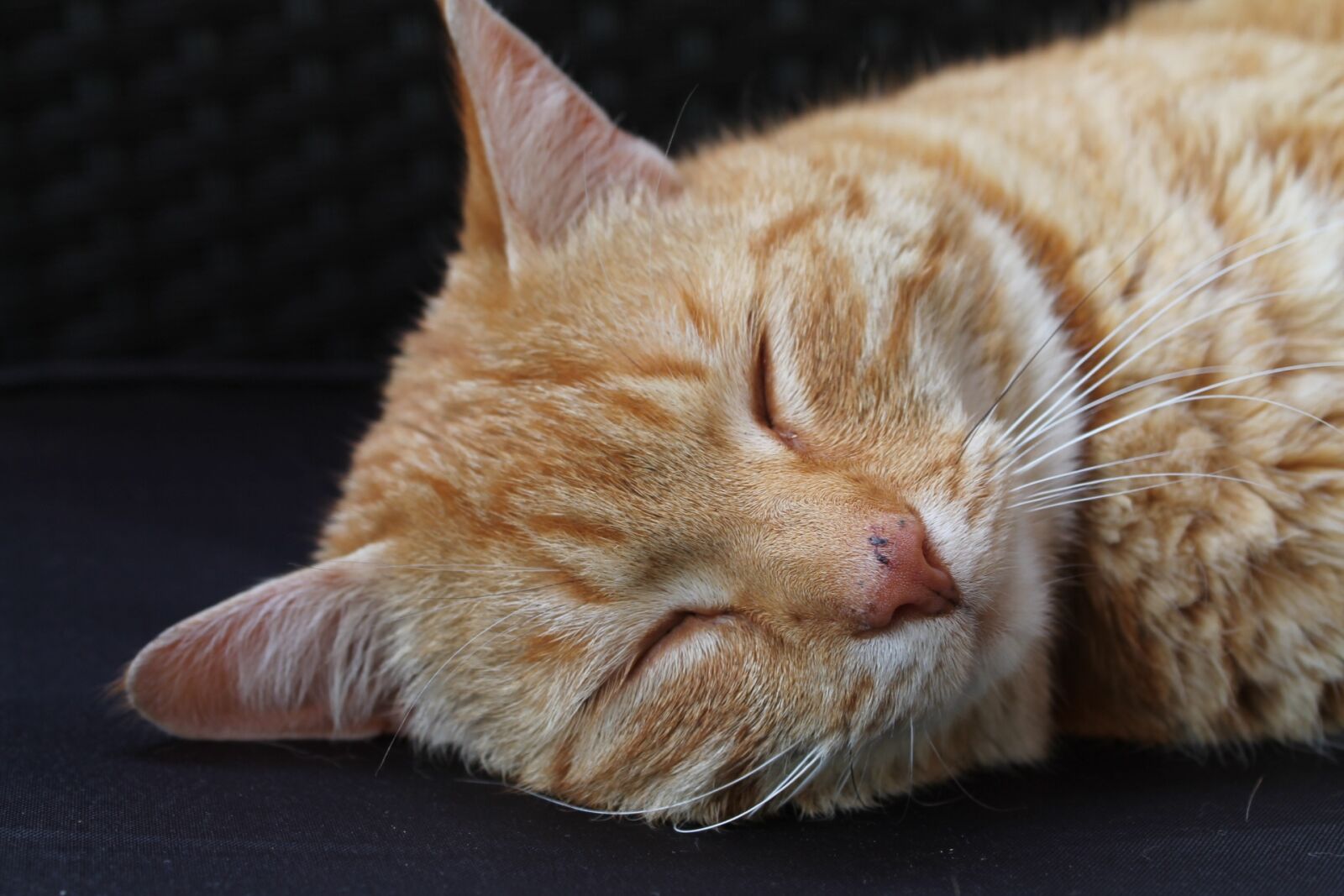 Canon EOS 1100D (EOS Rebel T3 / EOS Kiss X50) sample photo. Cat, animal, cute photography