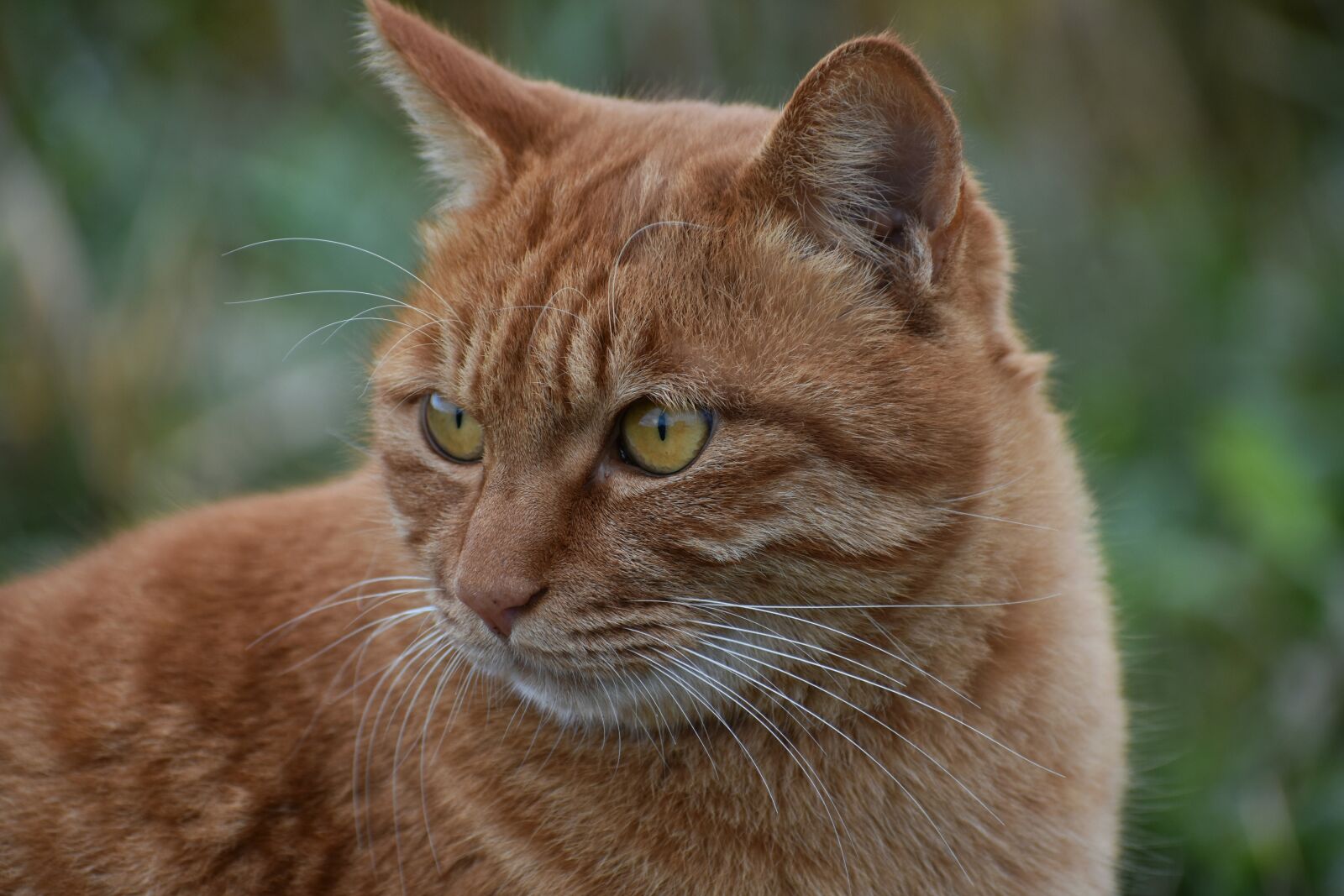 Nikon D7200 sample photo. Animal, walk, promenade photography