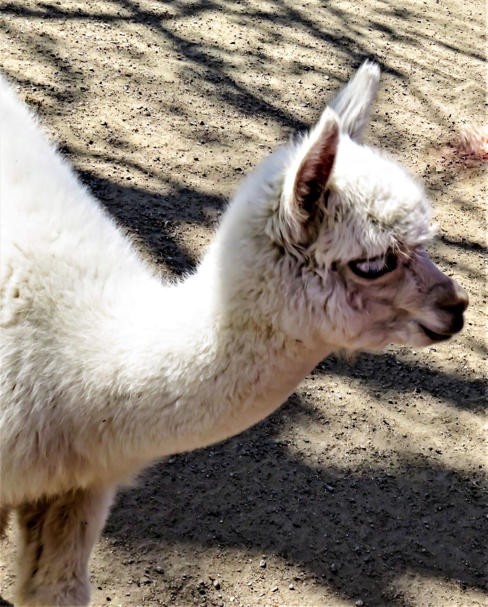 Canon PowerShot SX710 HS sample photo. Alpaca, white alpaca, young photography