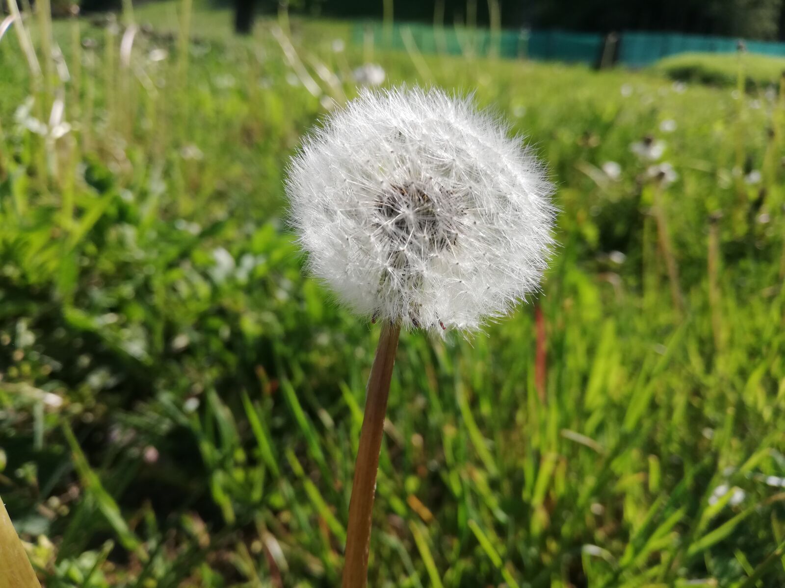 HUAWEI P20 lite sample photo. Dandelion, meadow, spring photography