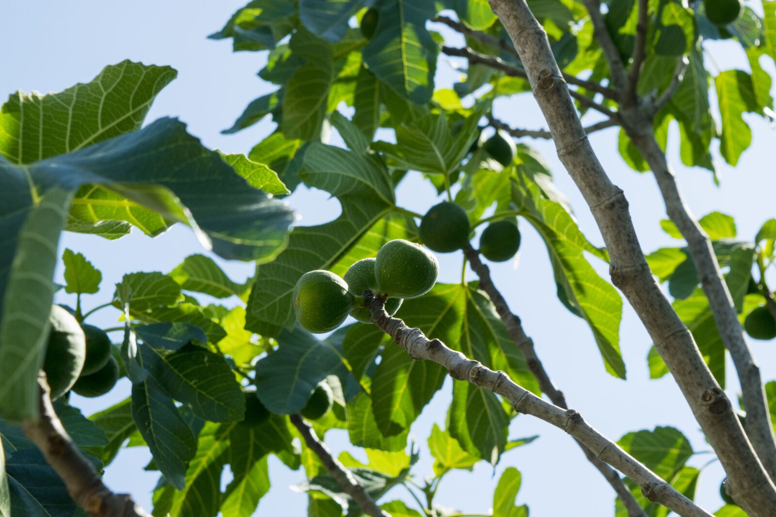 Nikon D5300 sample photo. Sun, sky, summer photography