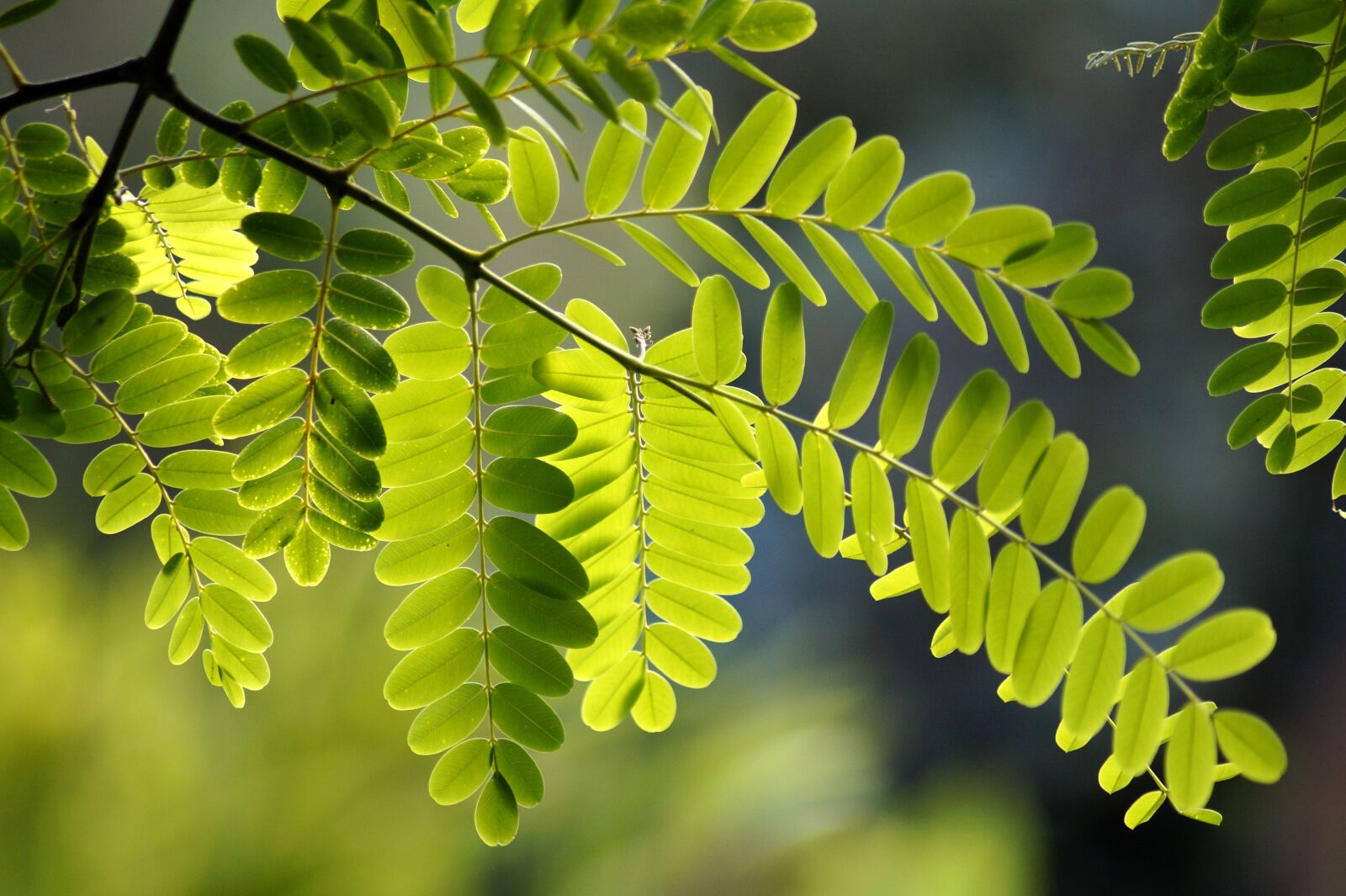 Sony SLT-A58 sample photo. Common maple, leaf, green photography