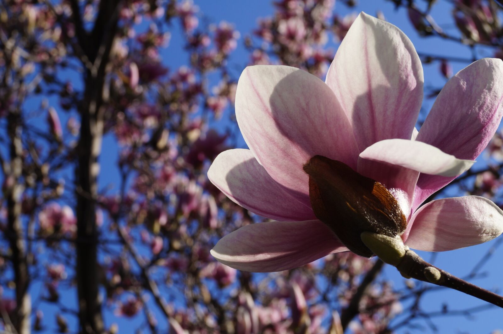 Sony SLT-A57 sample photo. Spring, magnolia, pink photography