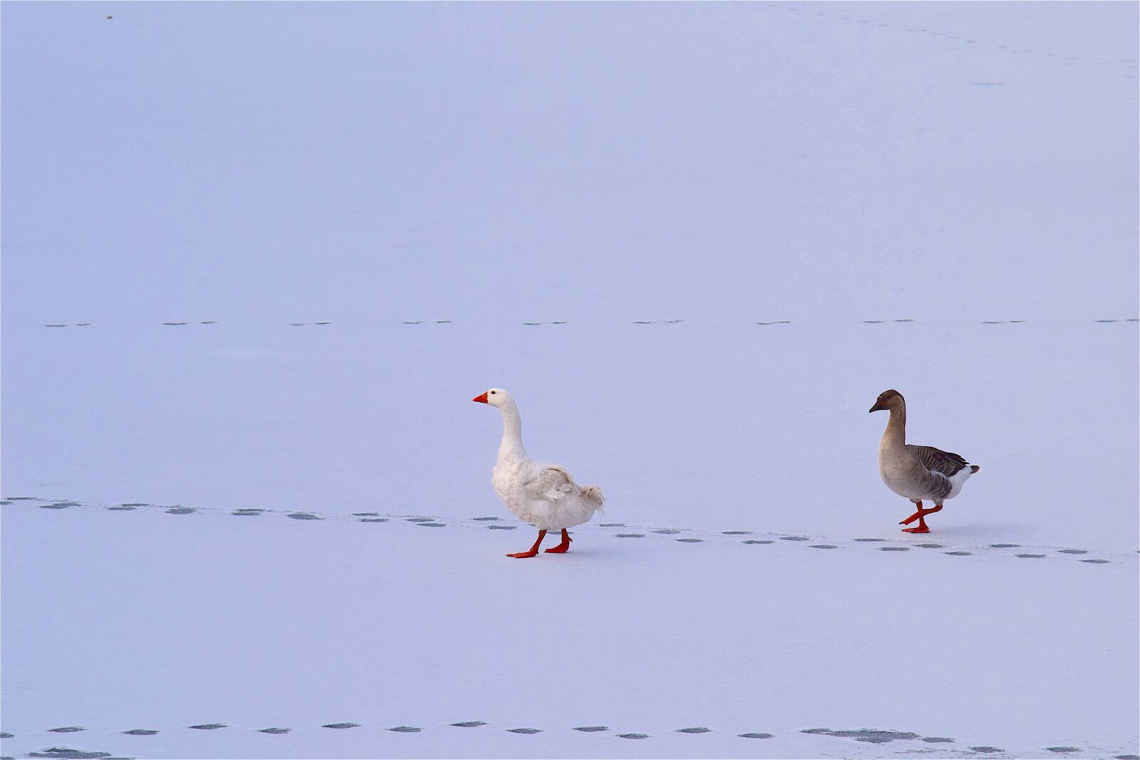 Nikon D3300 sample photo. Geese, snow, ice photography