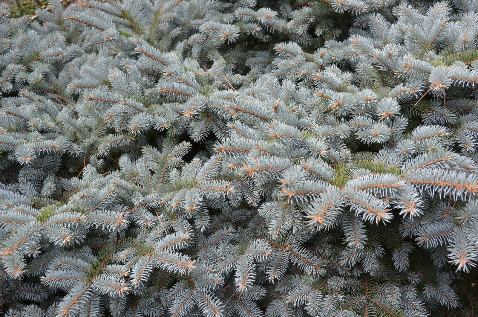 Nikon D7000 sample photo. Tree, branches, pine photography