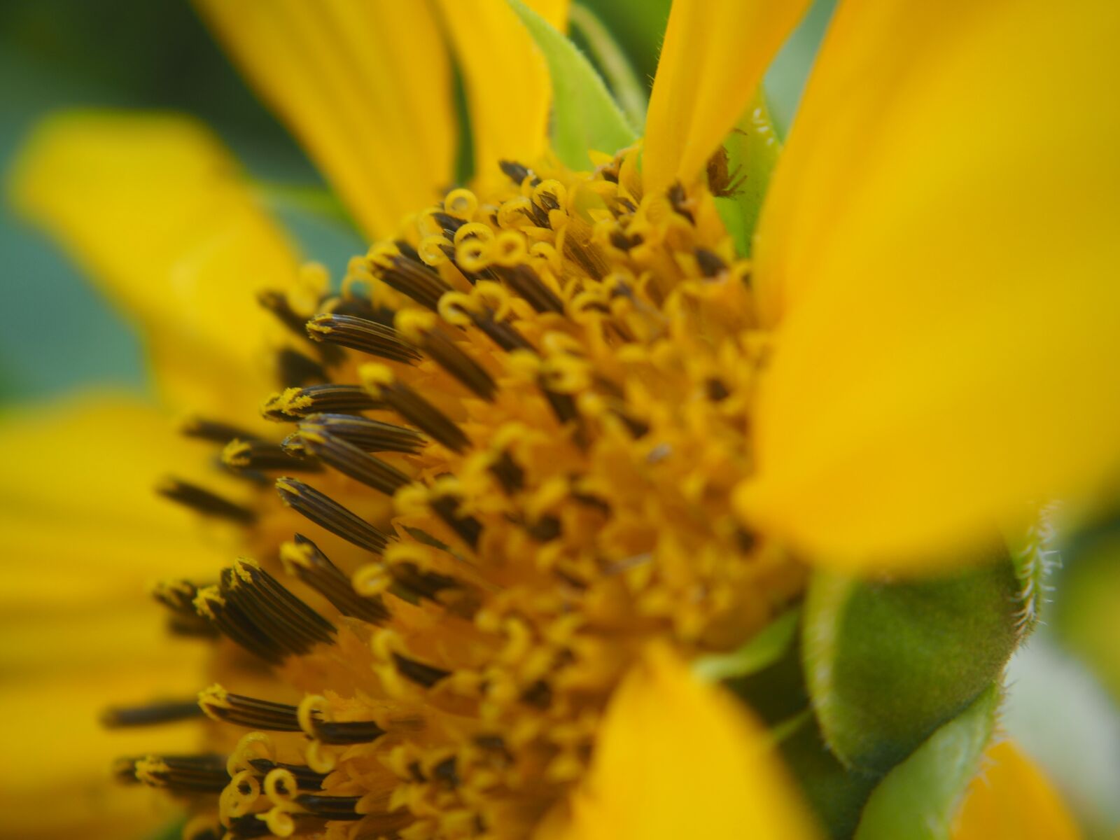 Olympus OM-D E-M10 sample photo. Sunflower, blossom, bloom photography