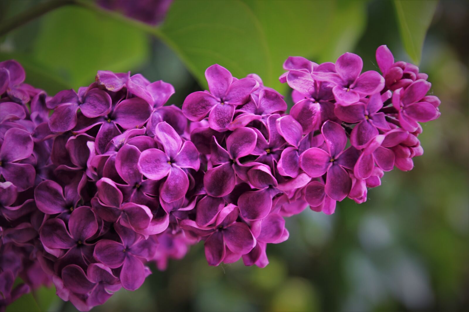 Canon EOS 80D sample photo. Violet, sprig, branch photography