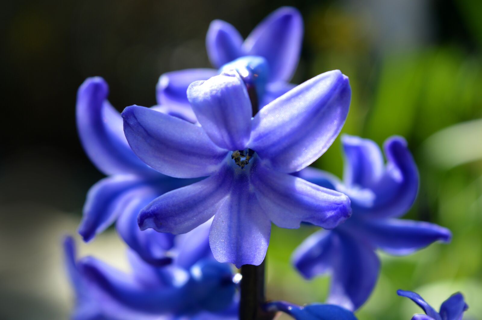 Nikon D3200 sample photo. Hyacinth, blossom, bloom photography