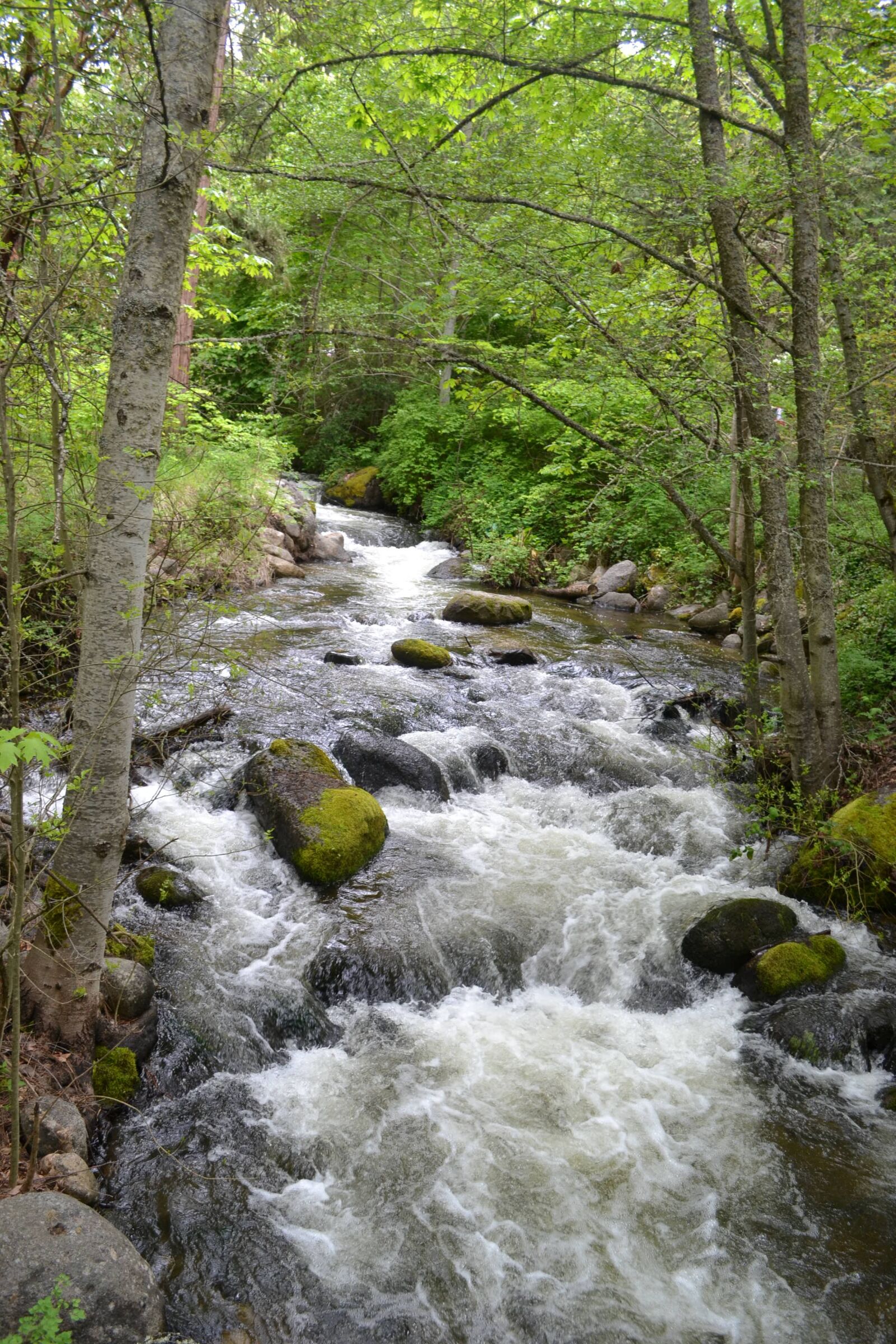 Nikon D3100 sample photo. Oregon, ashland, creek photography