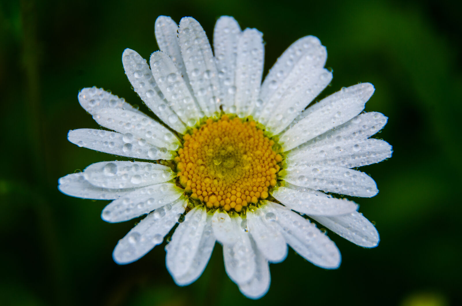 Nikon D5100 sample photo