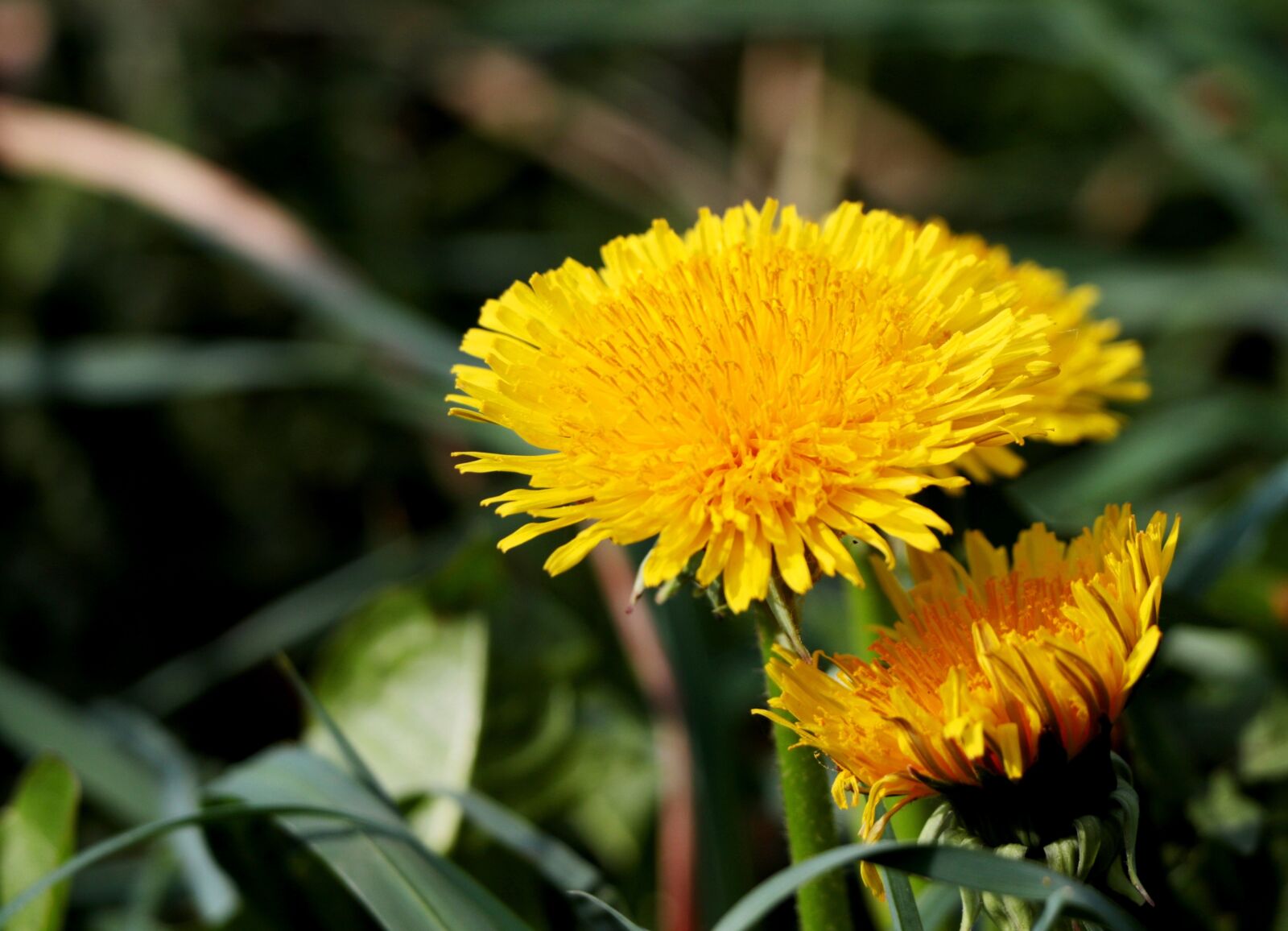 Canon EOS 7D Mark II + Canon EF-S 18-135mm F3.5-5.6 IS STM sample photo. Dandelion, yellow, nature photography