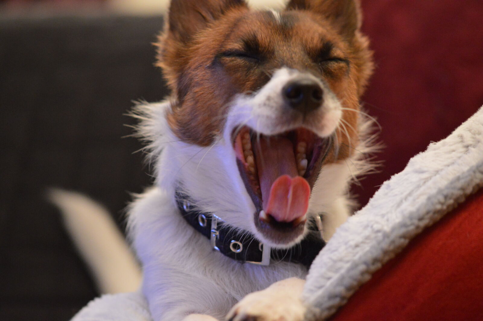 Sigma 105mm F2.8 EX DG OS HSM sample photo. Jack, russell, portrait, yawning photography