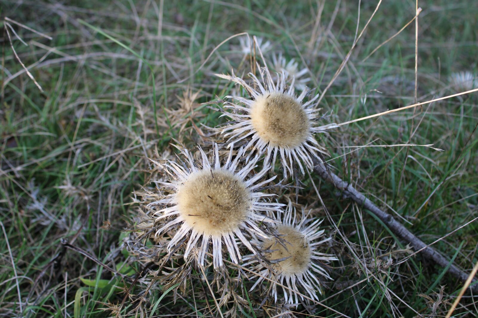 Canon EOS 2000D (EOS Rebel T7 / EOS Kiss X90 / EOS 1500D) sample photo. Silver thistle, thistle, plant photography