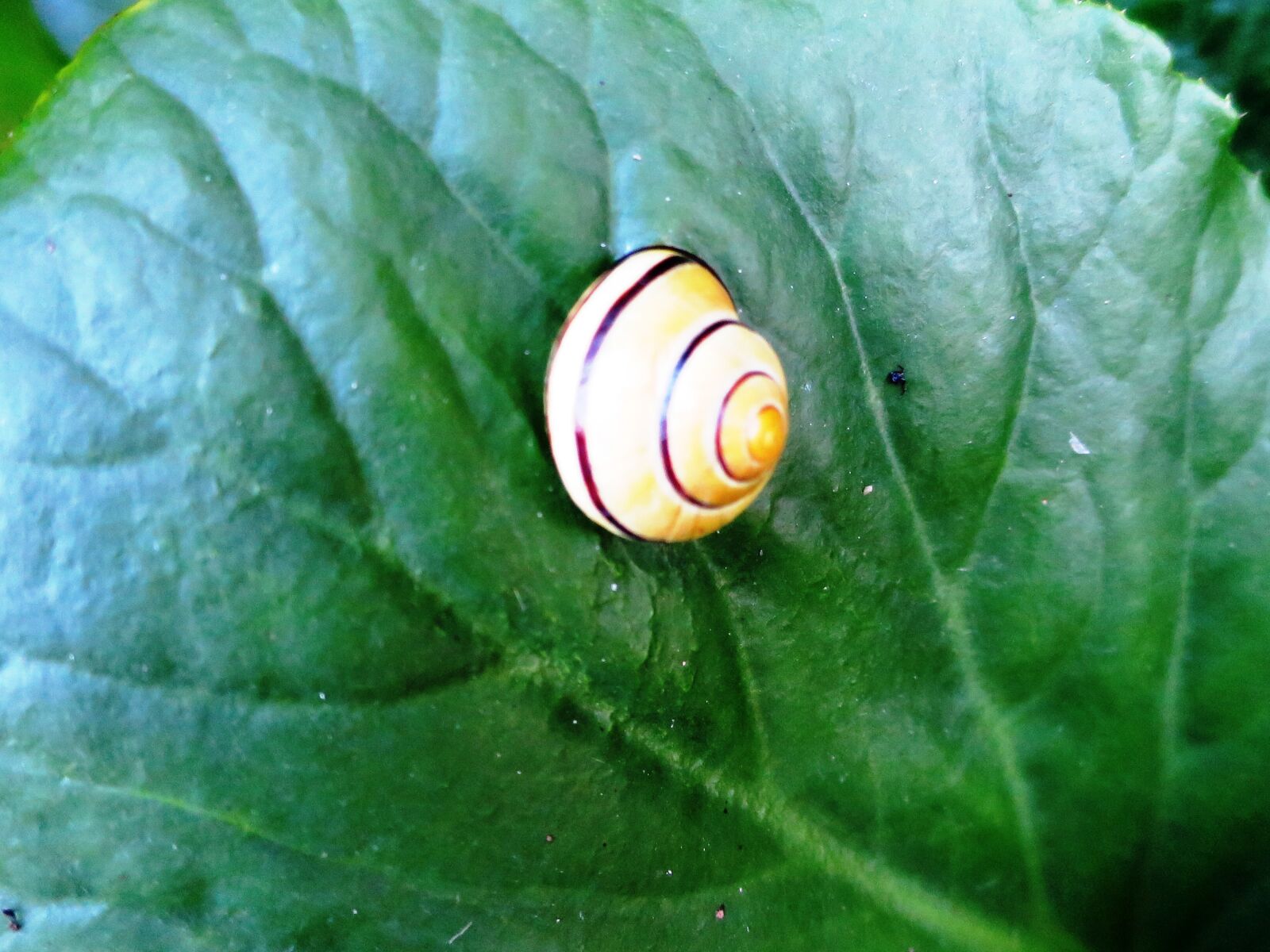Canon PowerShot S120 sample photo. Shell, snail, nature photography