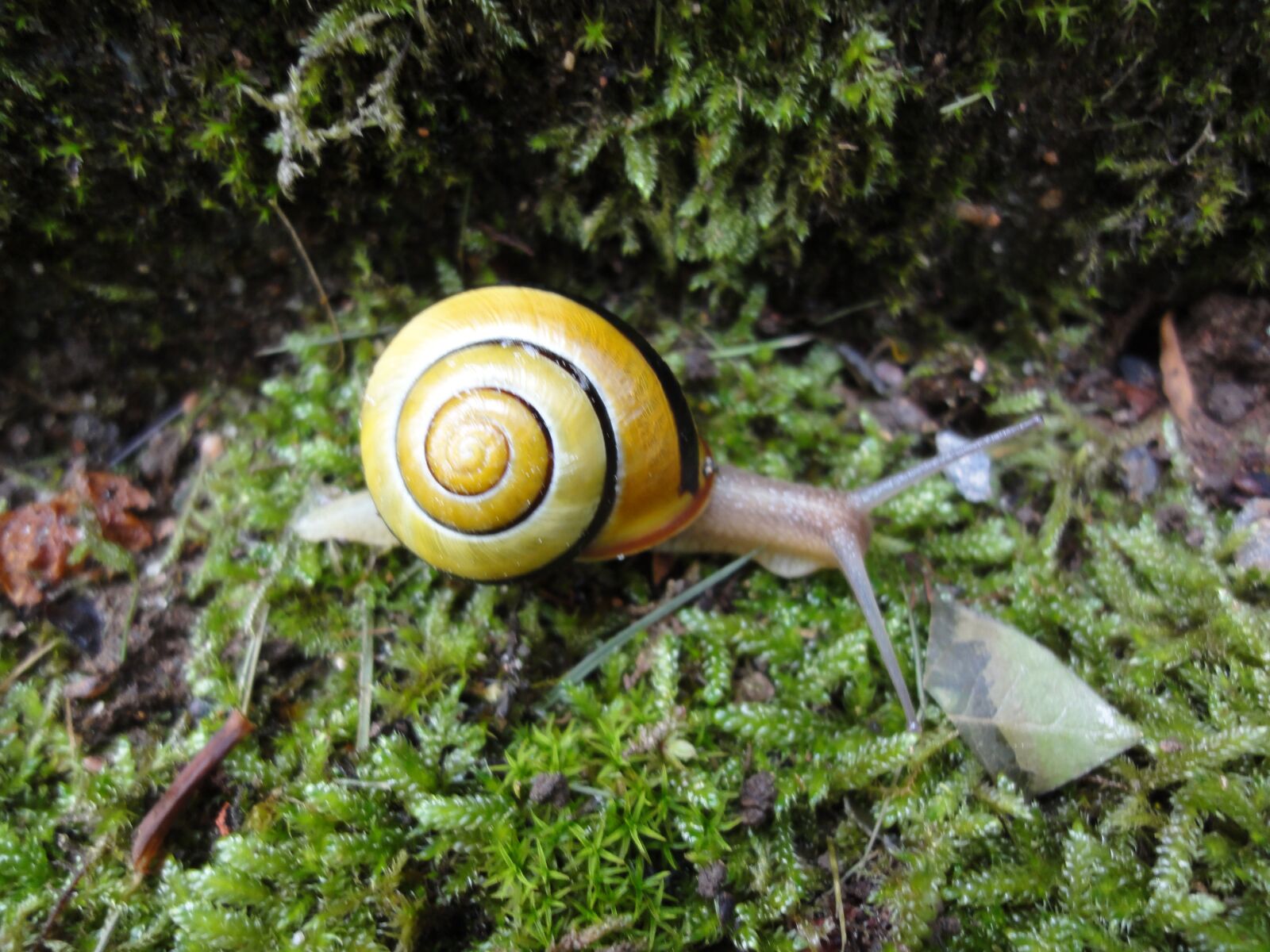 Sony DSC-WX5 sample photo. Animal, snail, nature photography