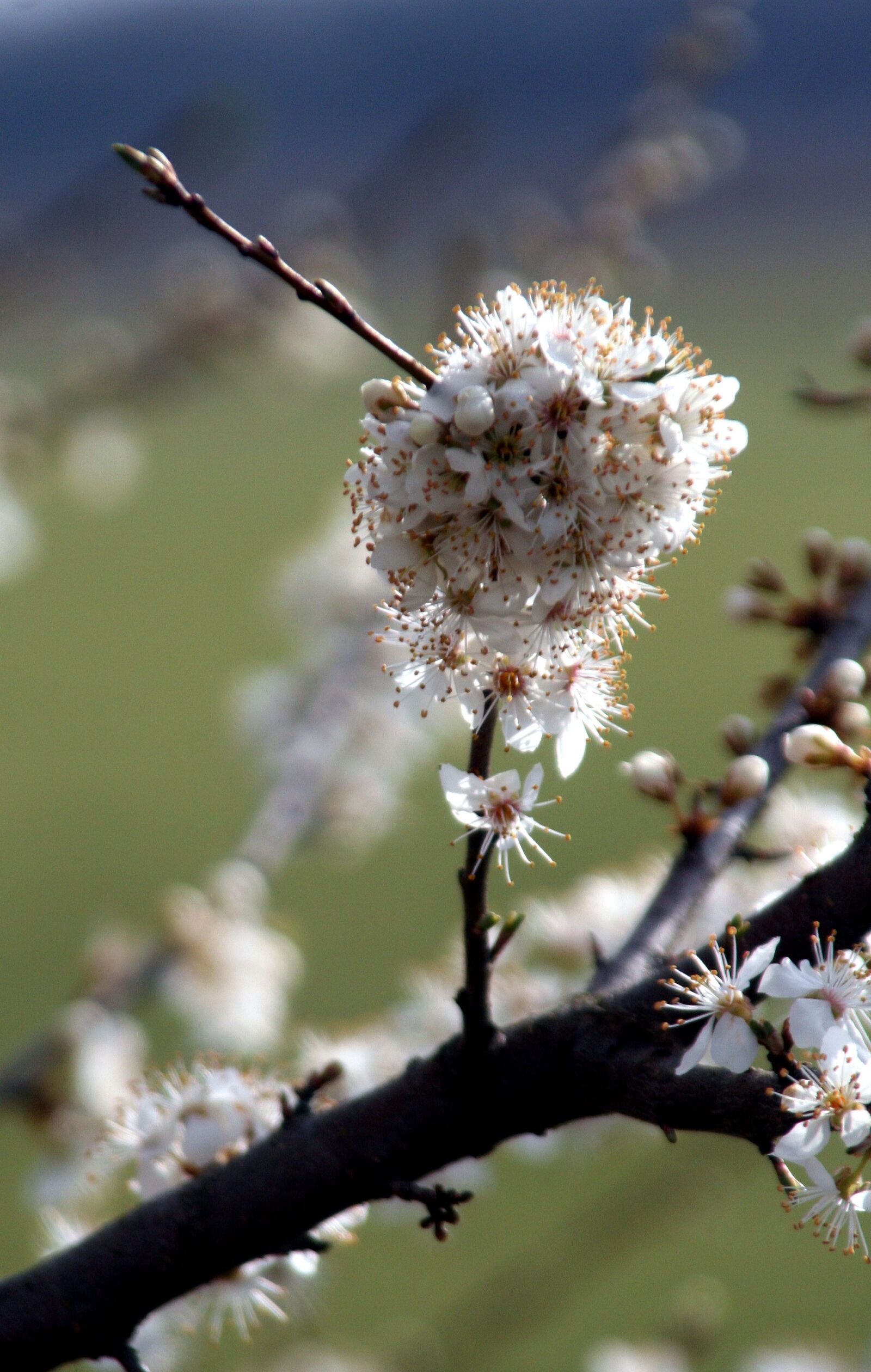 Canon EOS 350D (EOS Digital Rebel XT / EOS Kiss Digital N) sample photo. Branch, spring, nature photography