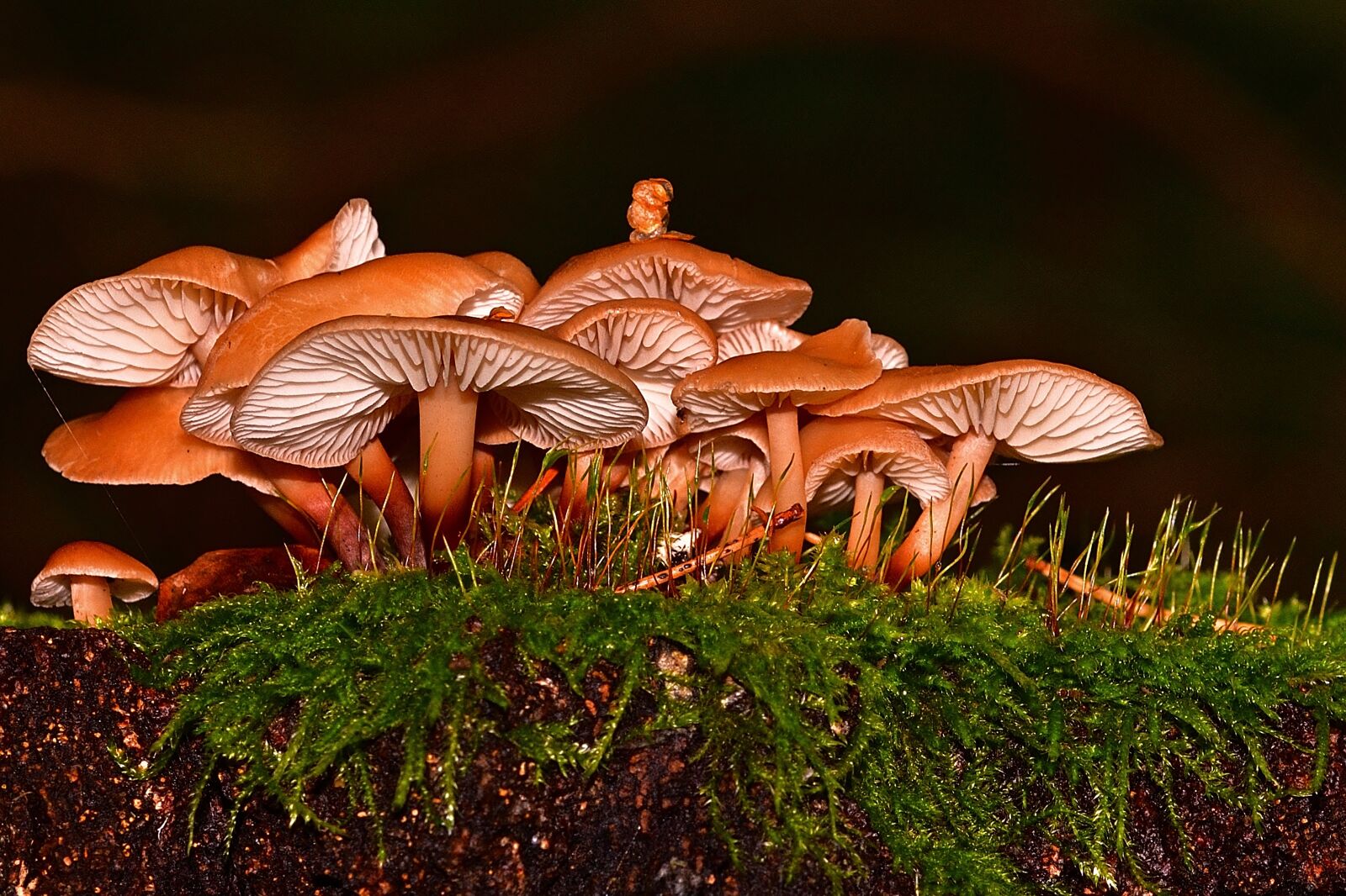 Nikon D5200 sample photo. Forest, mushrooms, tree stump photography