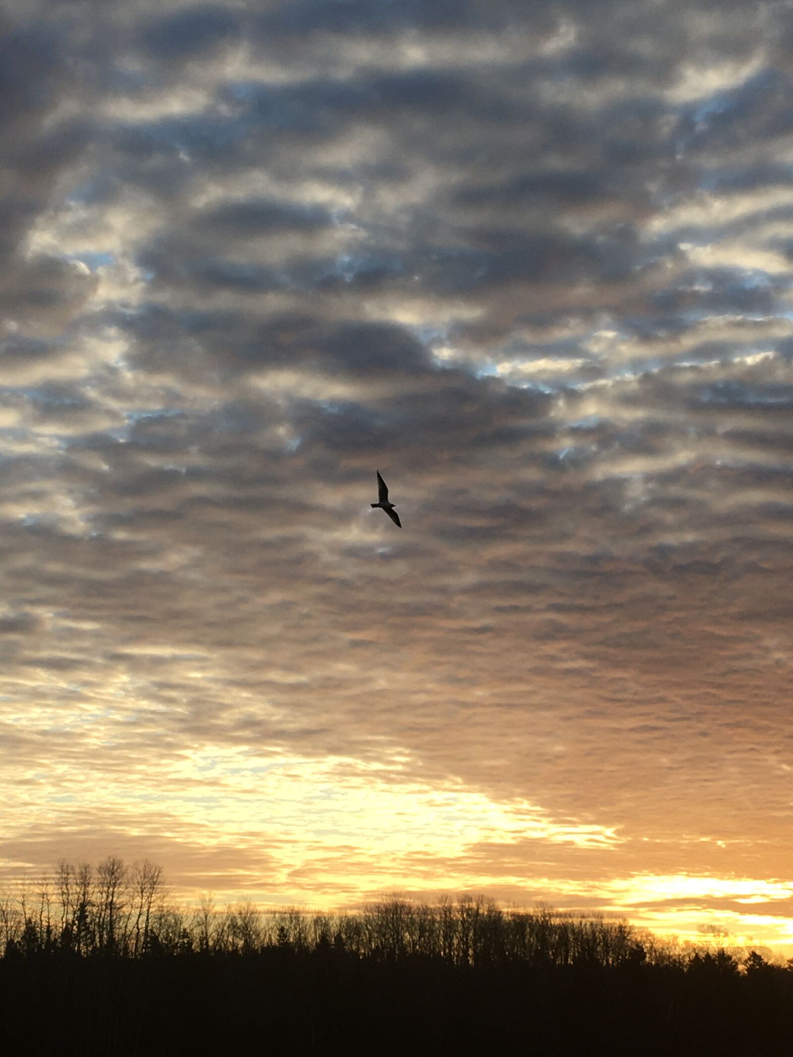 Apple iPhone 6s sample photo. Sunset, bird, sky photography