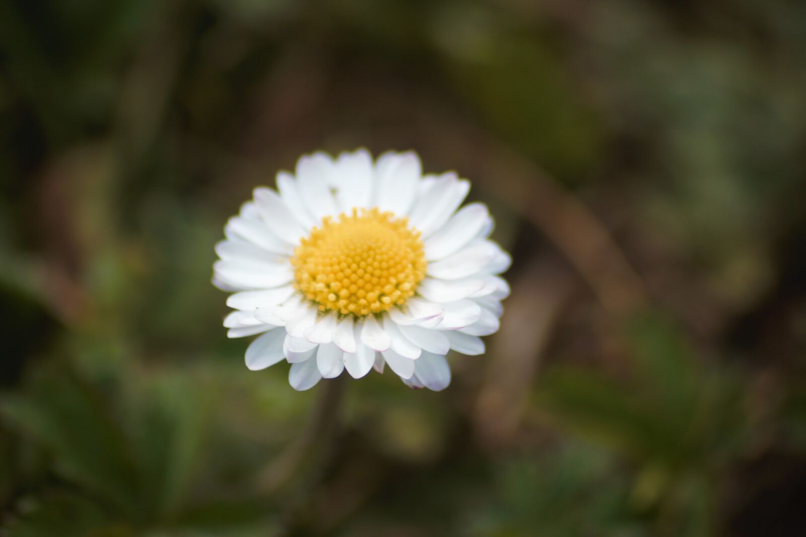 Canon EOS 500D (EOS Rebel T1i / EOS Kiss X3) sample photo. Flower, prato, garden photography