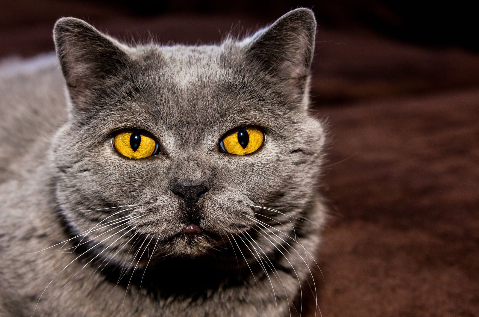 Sony SLT-A55 (SLT-A55V) sample photo. Cat, eyes, background image photography
