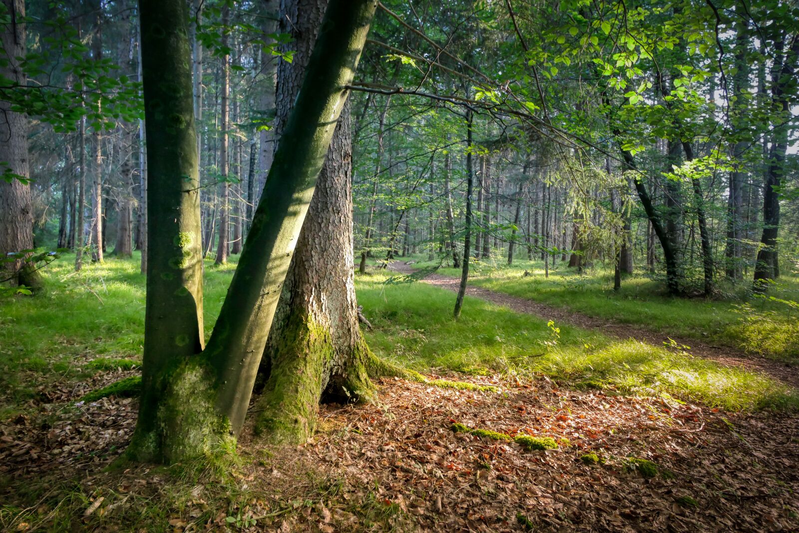 Panasonic Lumix DMC-GX8 sample photo. Log, trees, forest photography