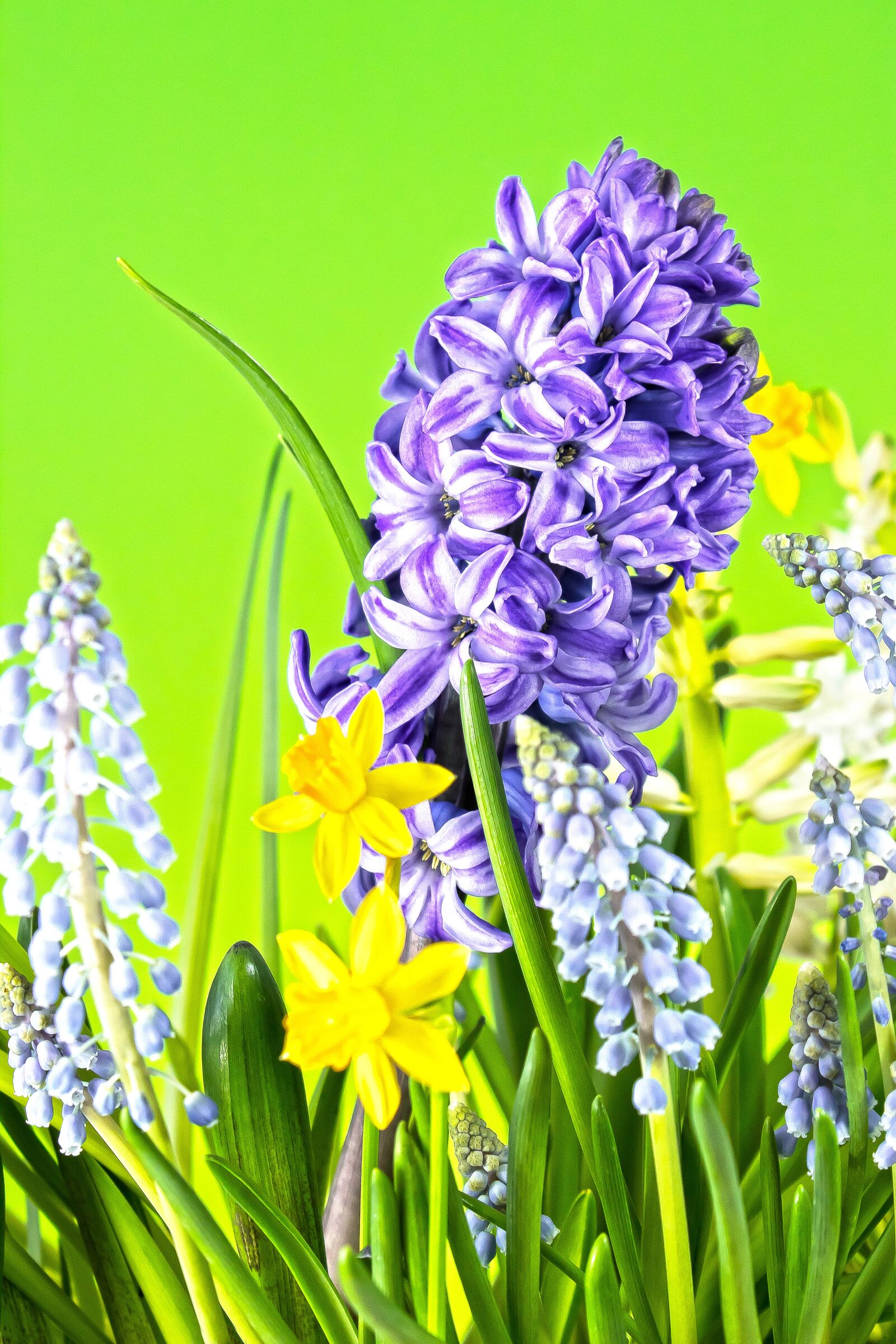 Canon EOS 1300D (EOS Rebel T6 / EOS Kiss X80) sample photo. Hyacinth, muscari, spring photography