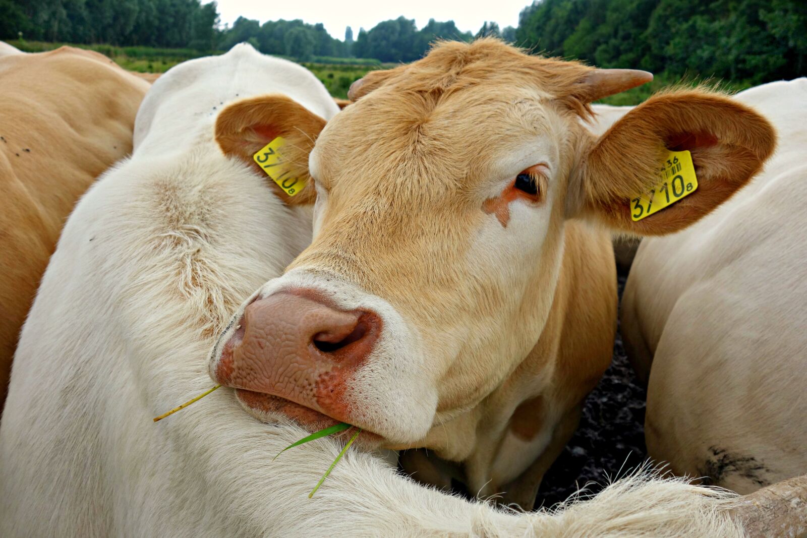 Sony Cyber-shot DSC-RX100 sample photo. Cow, cow's head, head photography