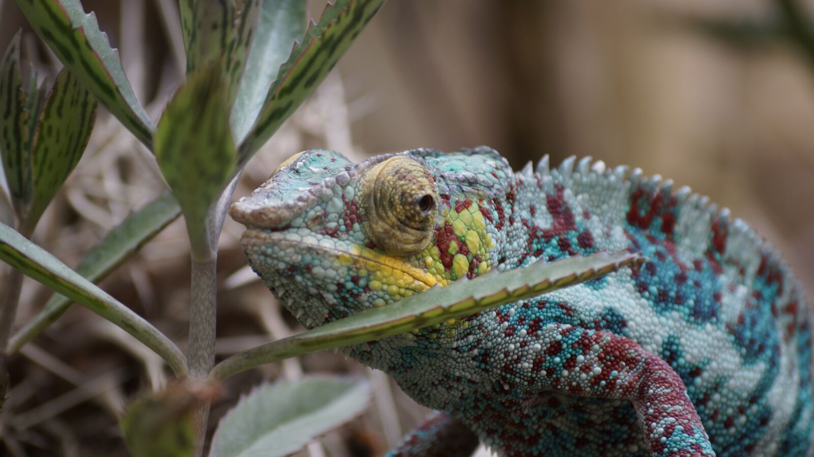 Sony SLT-A58 + Sony DT 55-200mm F4-5.6 SAM sample photo. Zoo, chameleon, nature photography