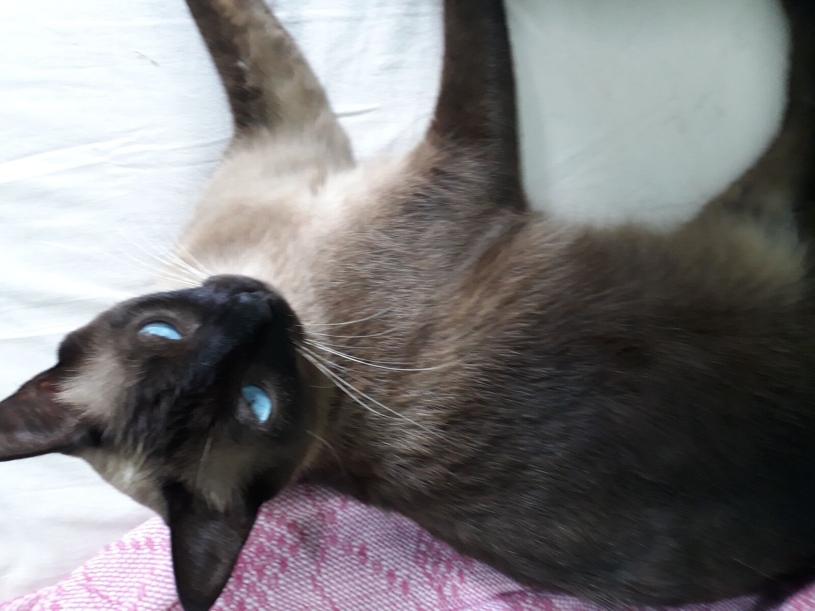 Samsung Galaxy J7 Pro sample photo. Cat, feline, pet photography