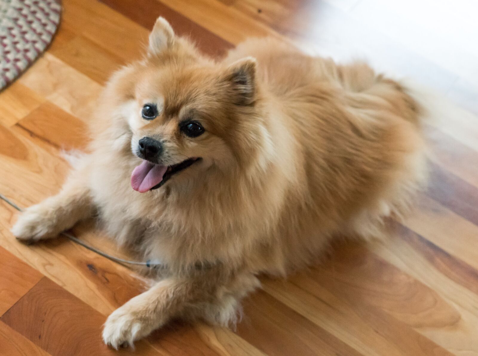Sony a7R II + Sony FE 24-240mm F3.5-6.3 OSS sample photo. Pomeranian, dog, pet photography