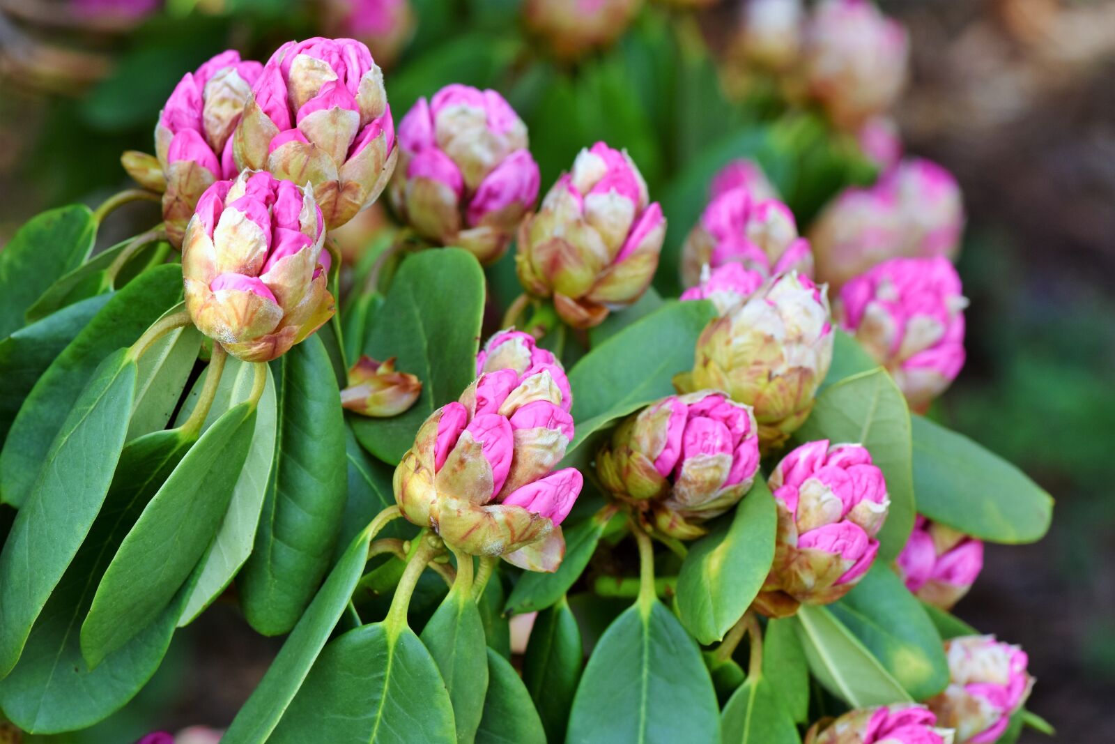 Nikon D7200 sample photo. Rhododendron, rhododedron buds, pink photography
