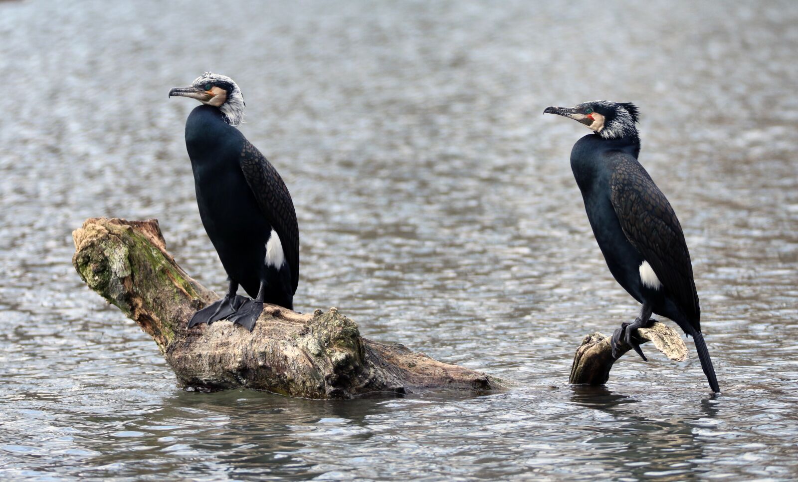 Canon EOS 70D sample photo. Bird, lake, feather photography