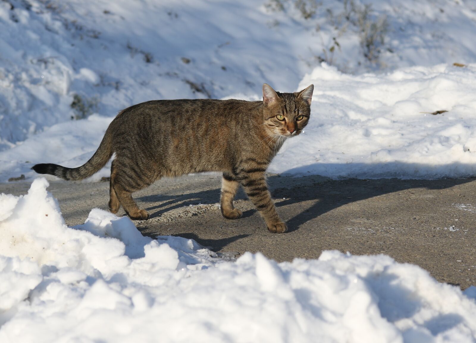 Canon EF-S 60mm F2.8 Macro USM sample photo. Cat, snow, gray photography