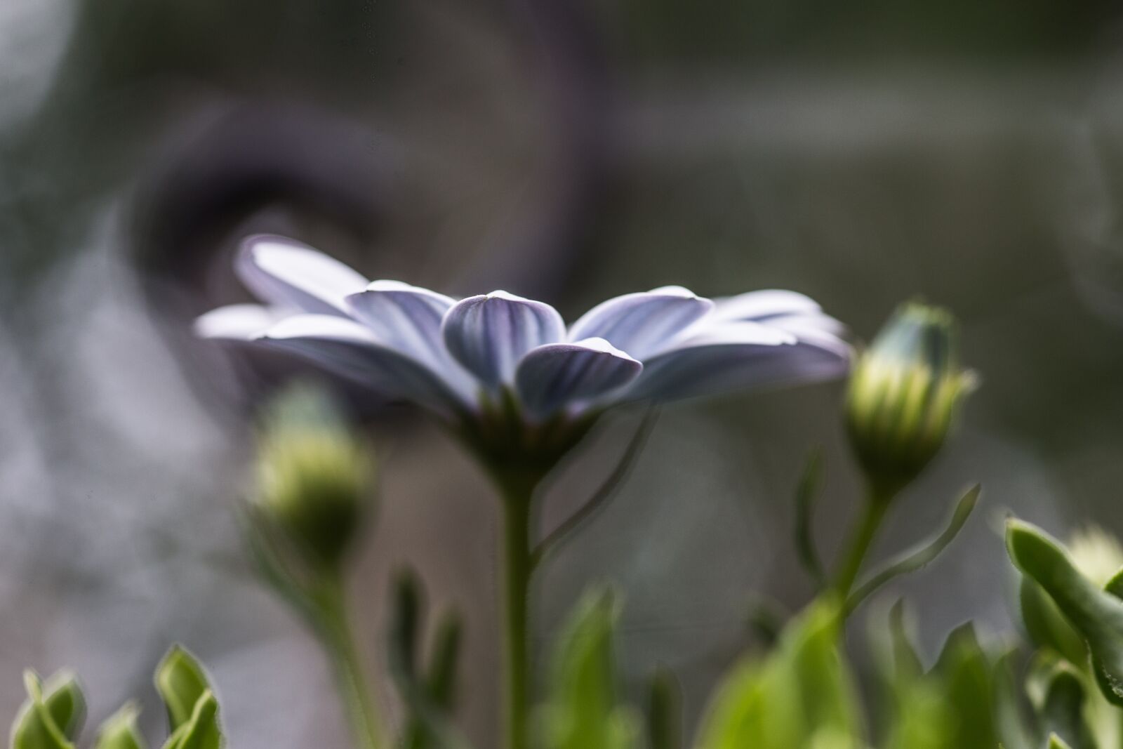 Canon EOS-1D X sample photo. Garden, flowers, nature photography