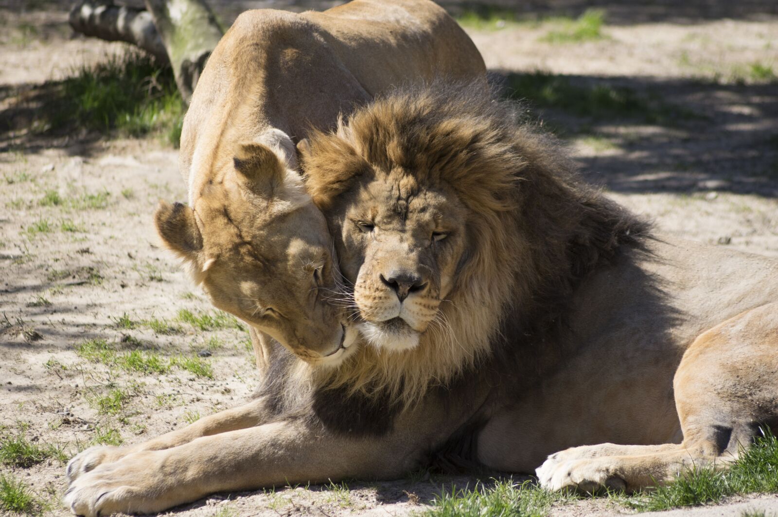 Pentax K-3 + Sigma sample photo. Lion, lioness, wildlife photography