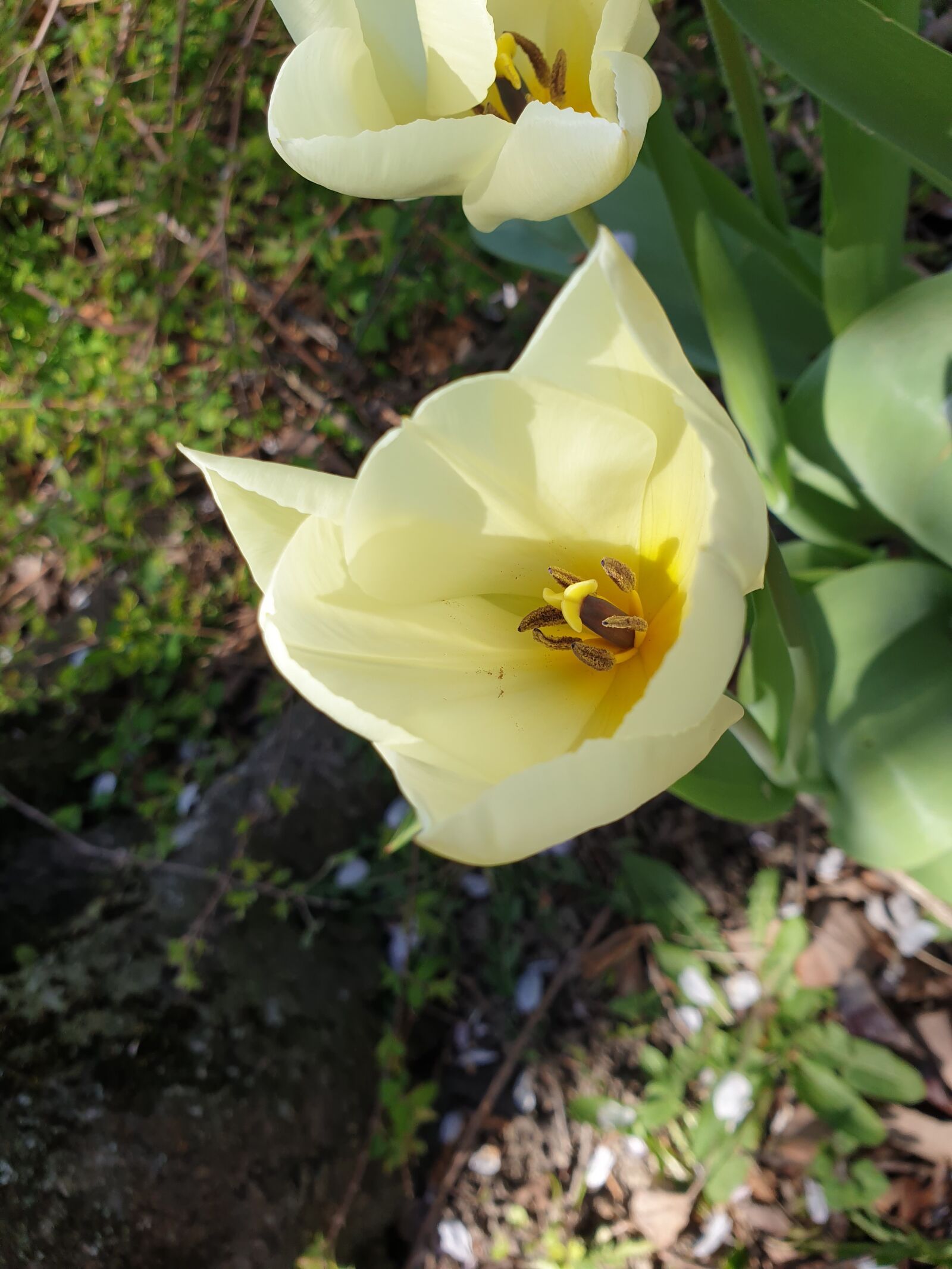 Samsung Galaxy S9+ sample photo. Tulip, blooms, spring photography