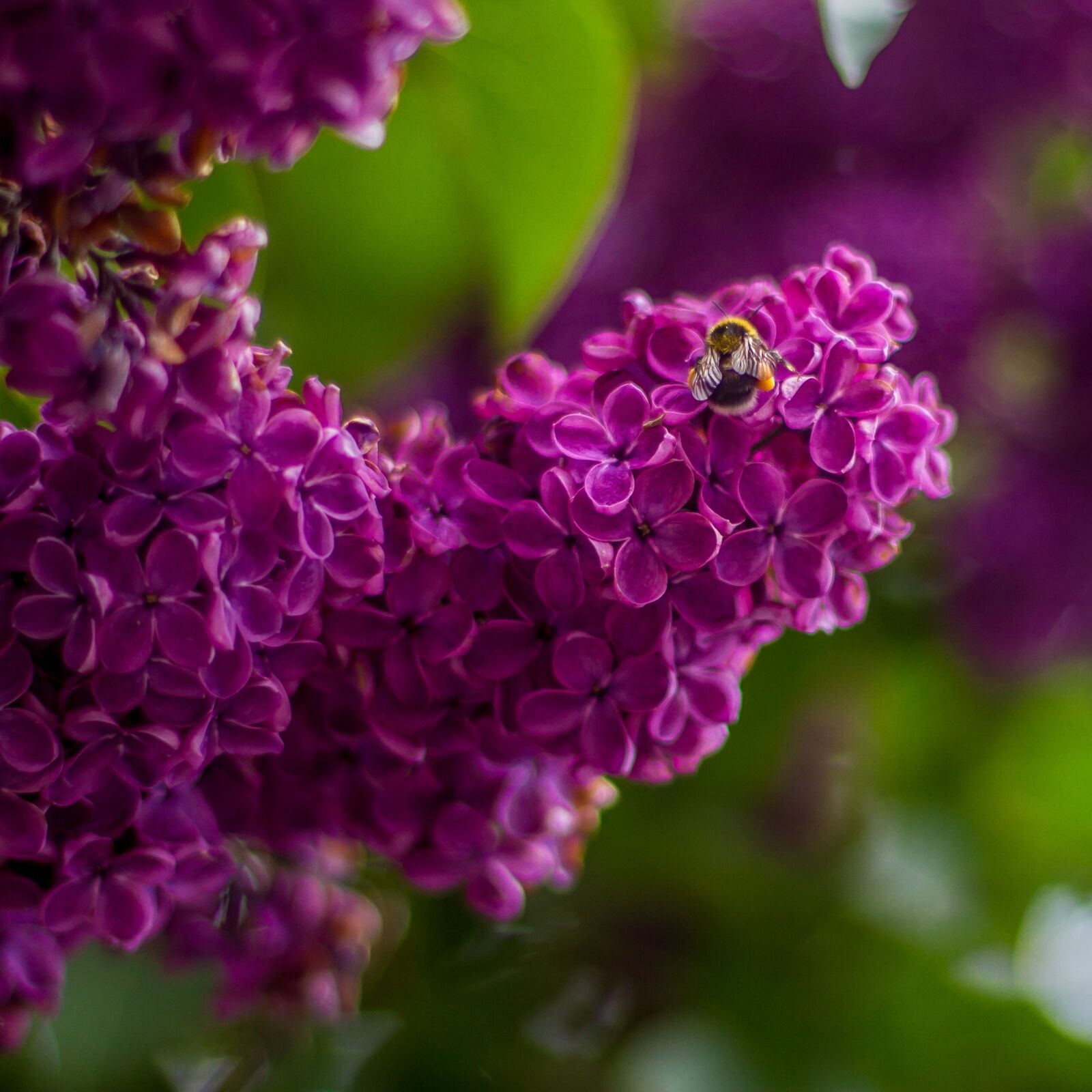 Canon EOS 7D + Canon EF 50mm F1.4 USM sample photo. Lilac, flowers, purple photography
