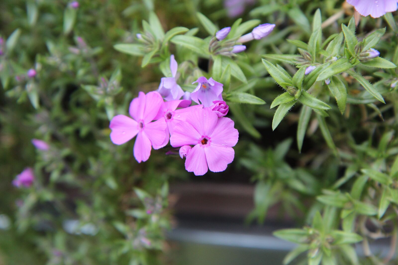 Canon EOS 600D (Rebel EOS T3i / EOS Kiss X5) sample photo. Phlox, phlox pink, pink photography