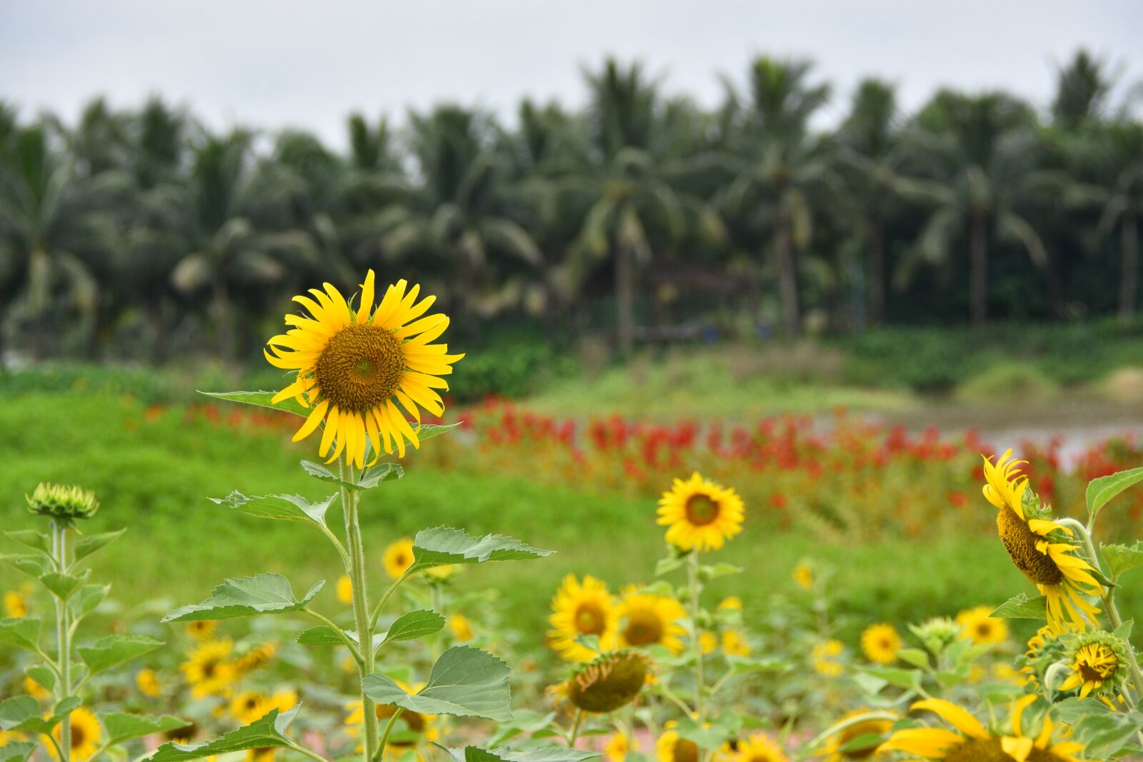 Nikon D7200 sample photo. Sunflower, beautiful landscape, nature photography