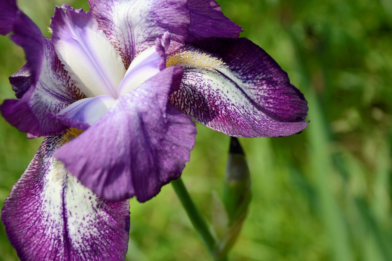 Nikon D7100 sample photo. Iris, flower, purple photography