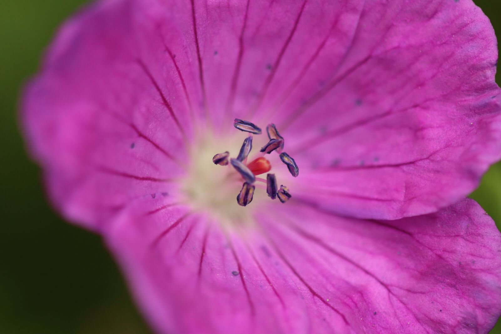 Canon EOS 90D sample photo. Flowers, meadow, yellow photography
