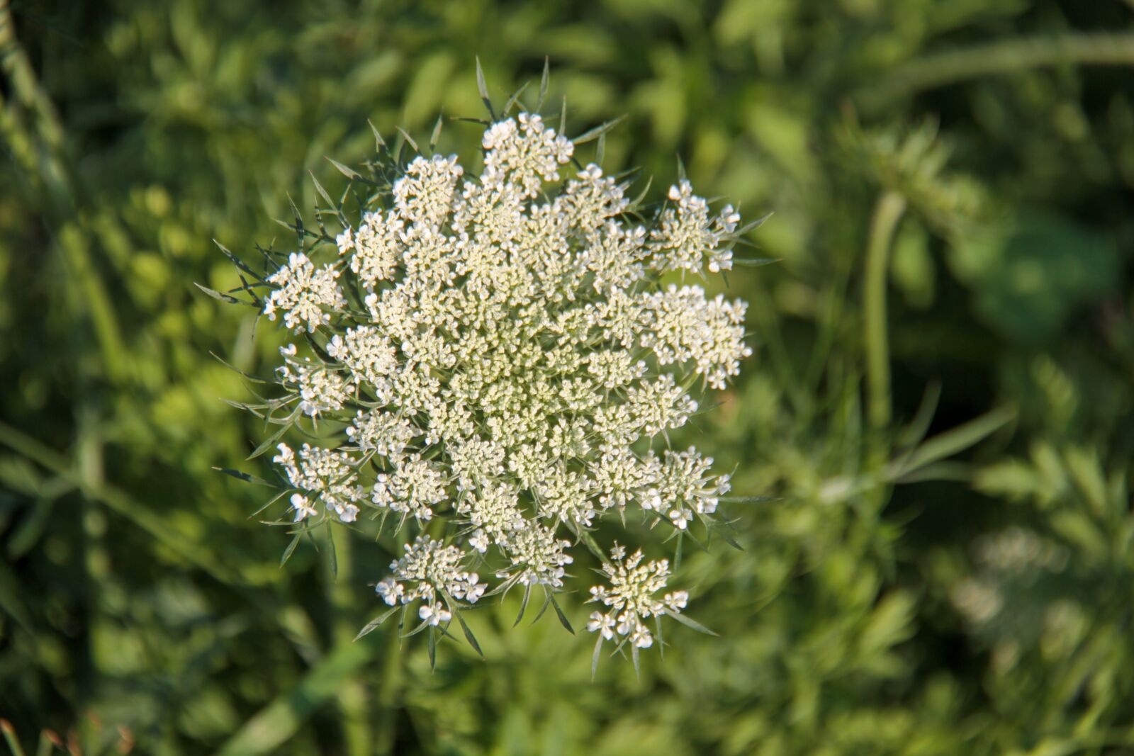 Canon EOS 7D + Canon EF-S 18-200mm F3.5-5.6 IS sample photo. Wild carrot, flower, hedge photography