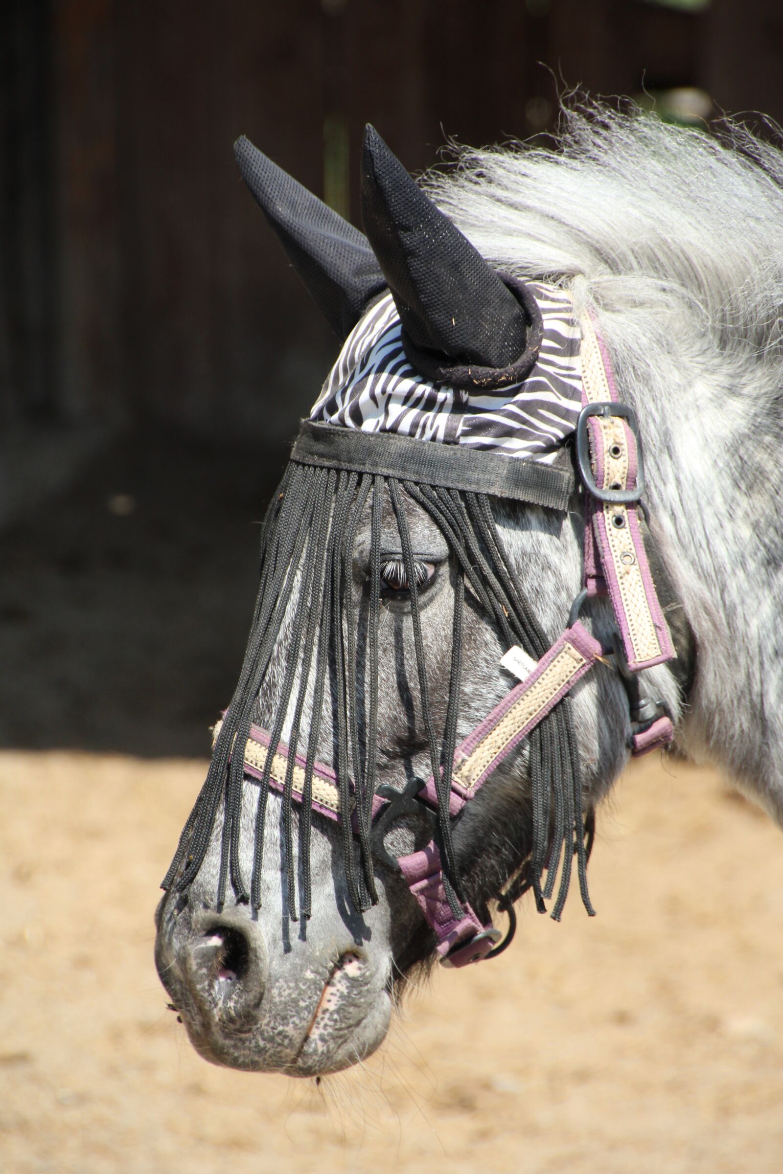Canon EOS 1200D (EOS Rebel T5 / EOS Kiss X70 / EOS Hi) sample photo. Horse, horse head, pferdeportrait photography