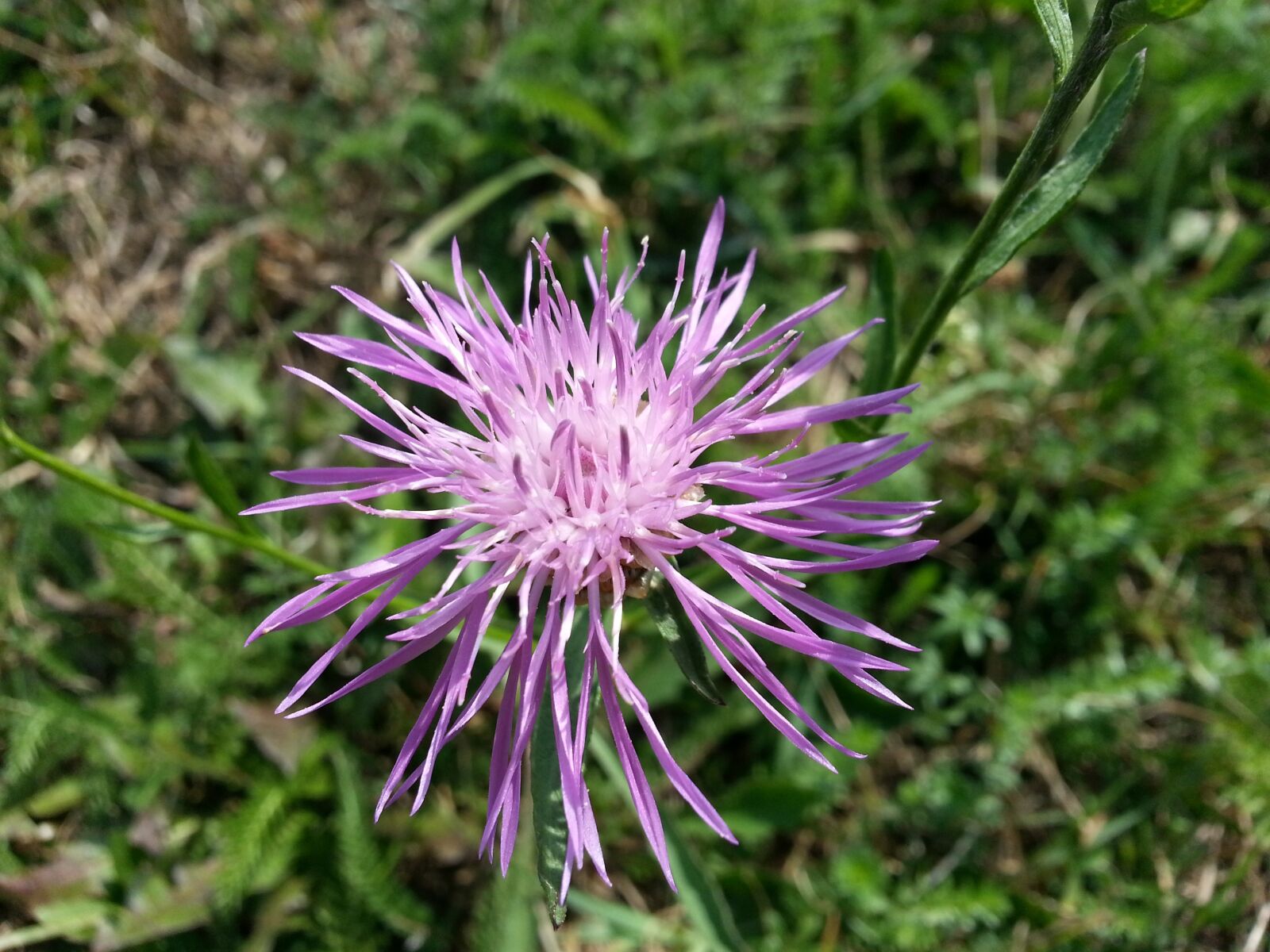Samsung Galaxy S3 sample photo. Flower, meadow, nature photography