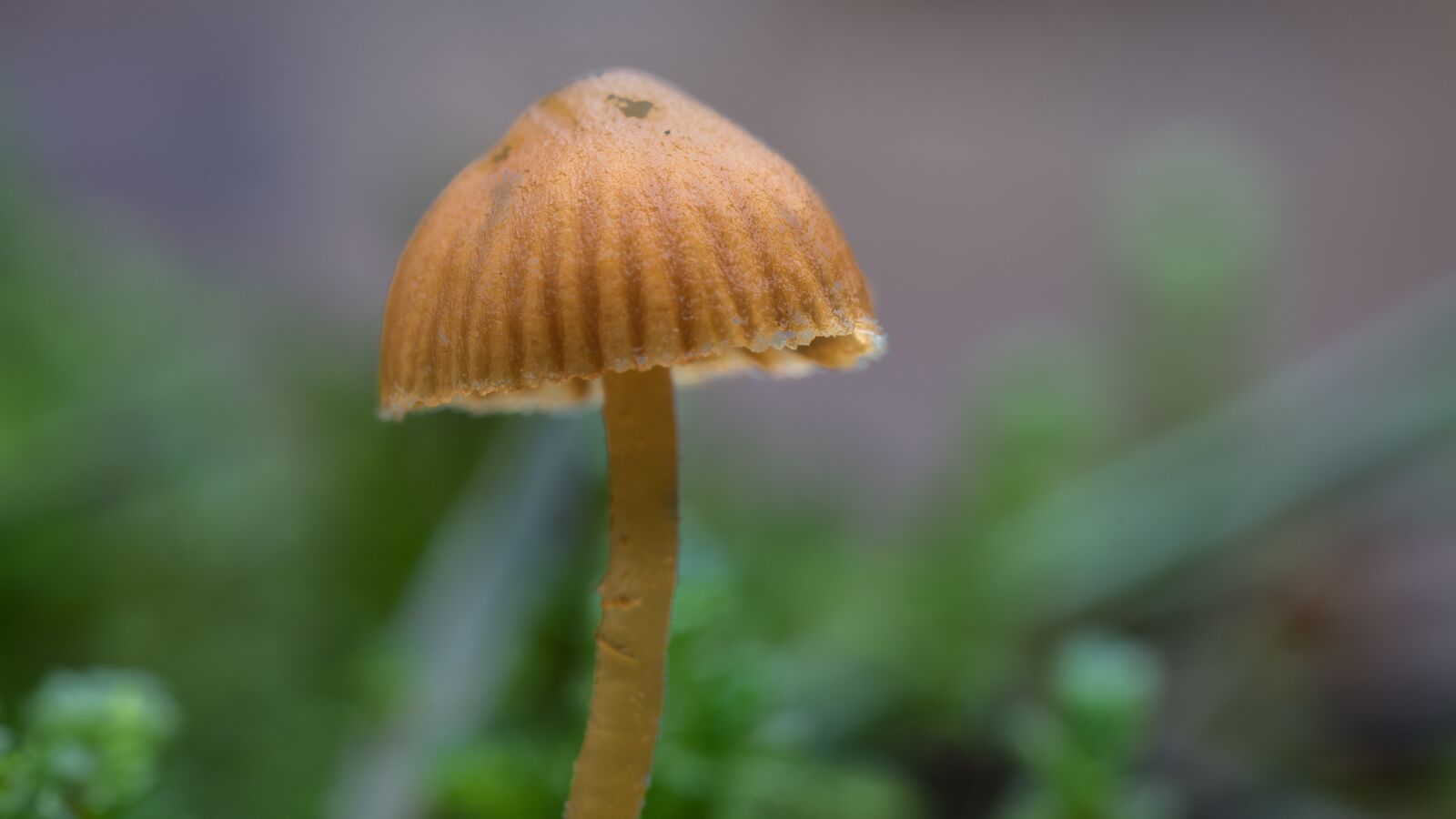 Sony ILCA-77M2 sample photo. Mushroom, nature photography