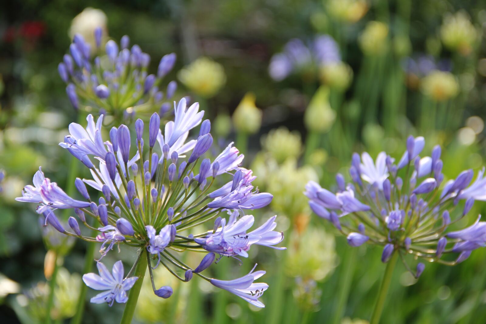 Canon EOS 550D (EOS Rebel T2i / EOS Kiss X4) sample photo. Agapanthus, flowers, garden photography