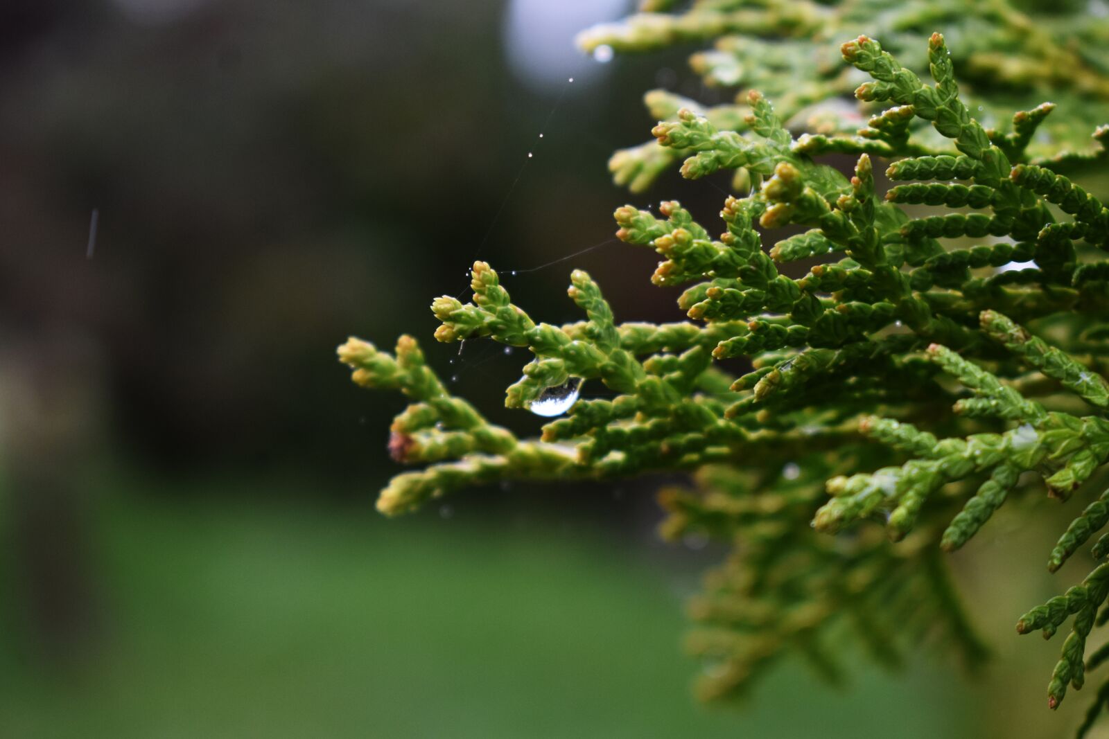Nikon D3400 sample photo. Forest, green, nature photography
