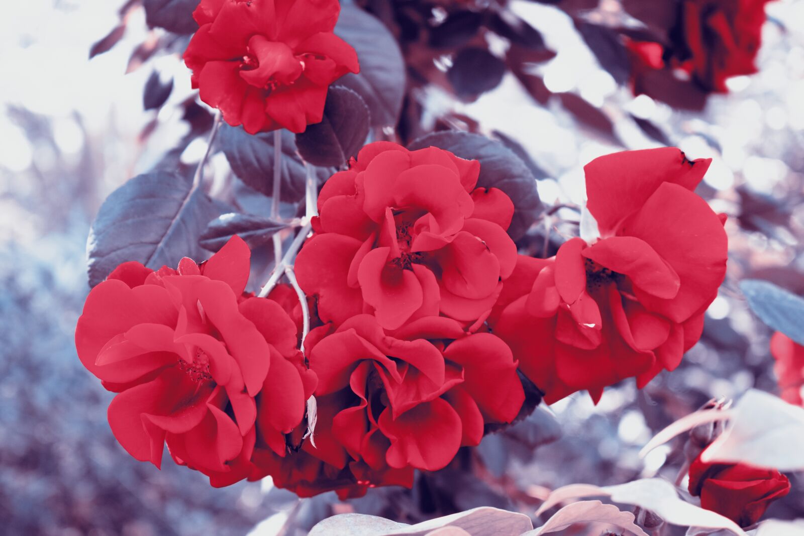 Nikon D3400 sample photo. Nature, flower, season photography