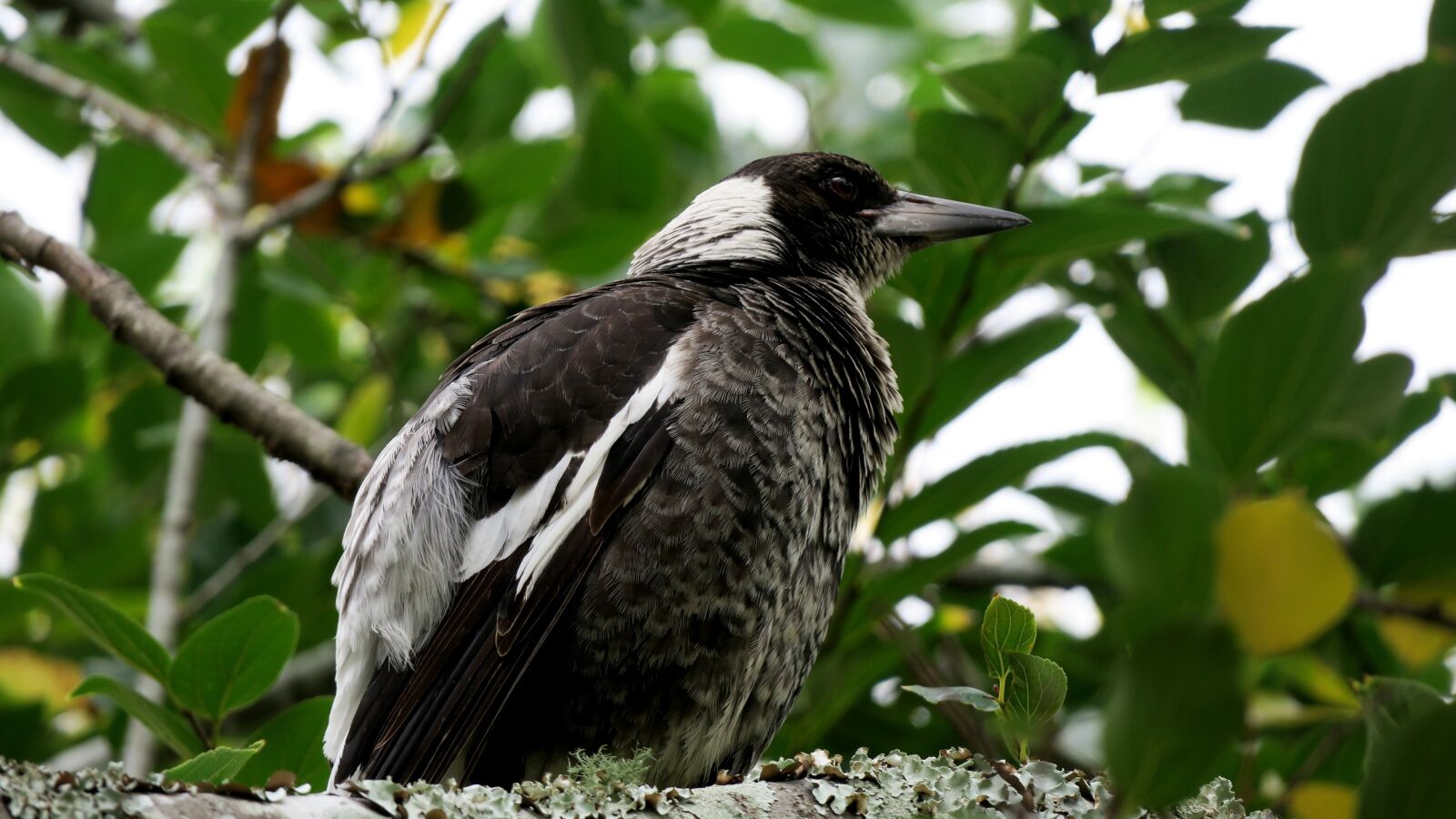 Canon PowerShot G3 X sample photo. Bird, magpie, australia photography